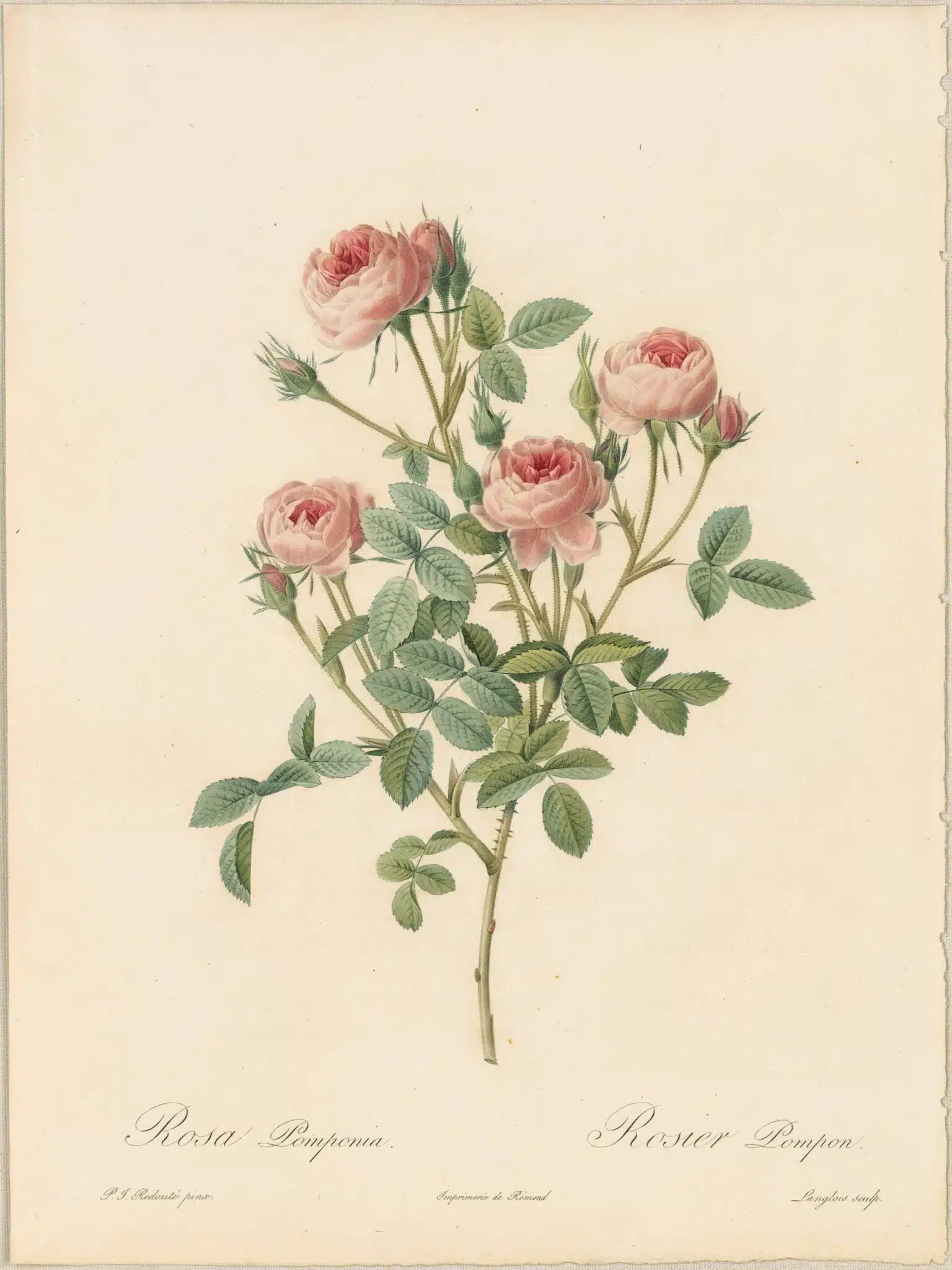 Redouté Roses Pl. 21, Mos Rose “De Meaux”