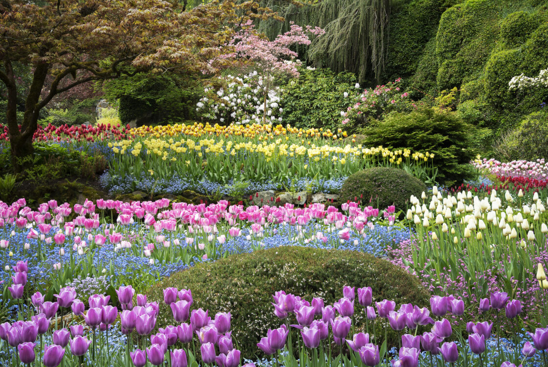 picture of the Sunken Garden in the Butchart Garden