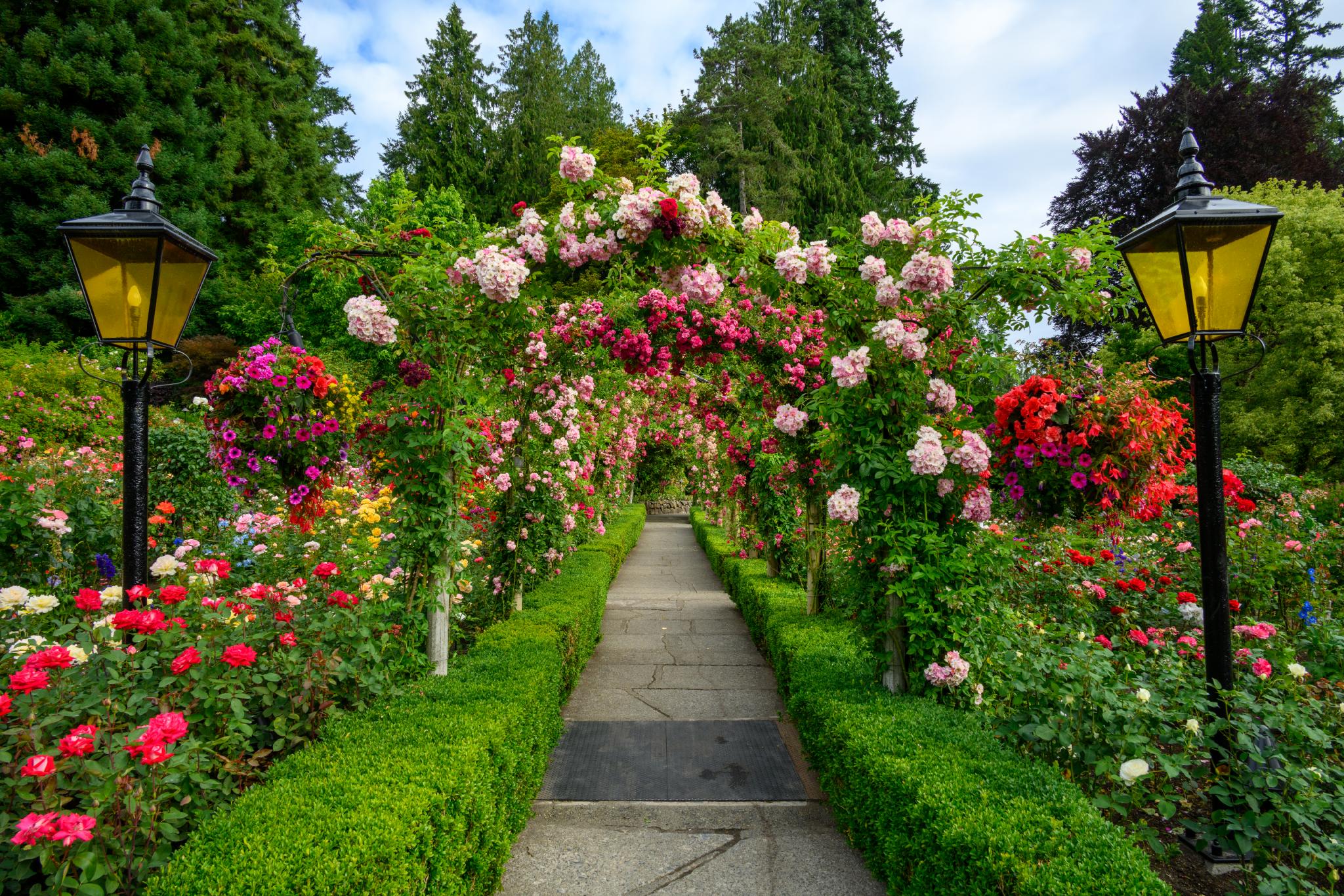 picture of the roses in Butchart Rose Garden