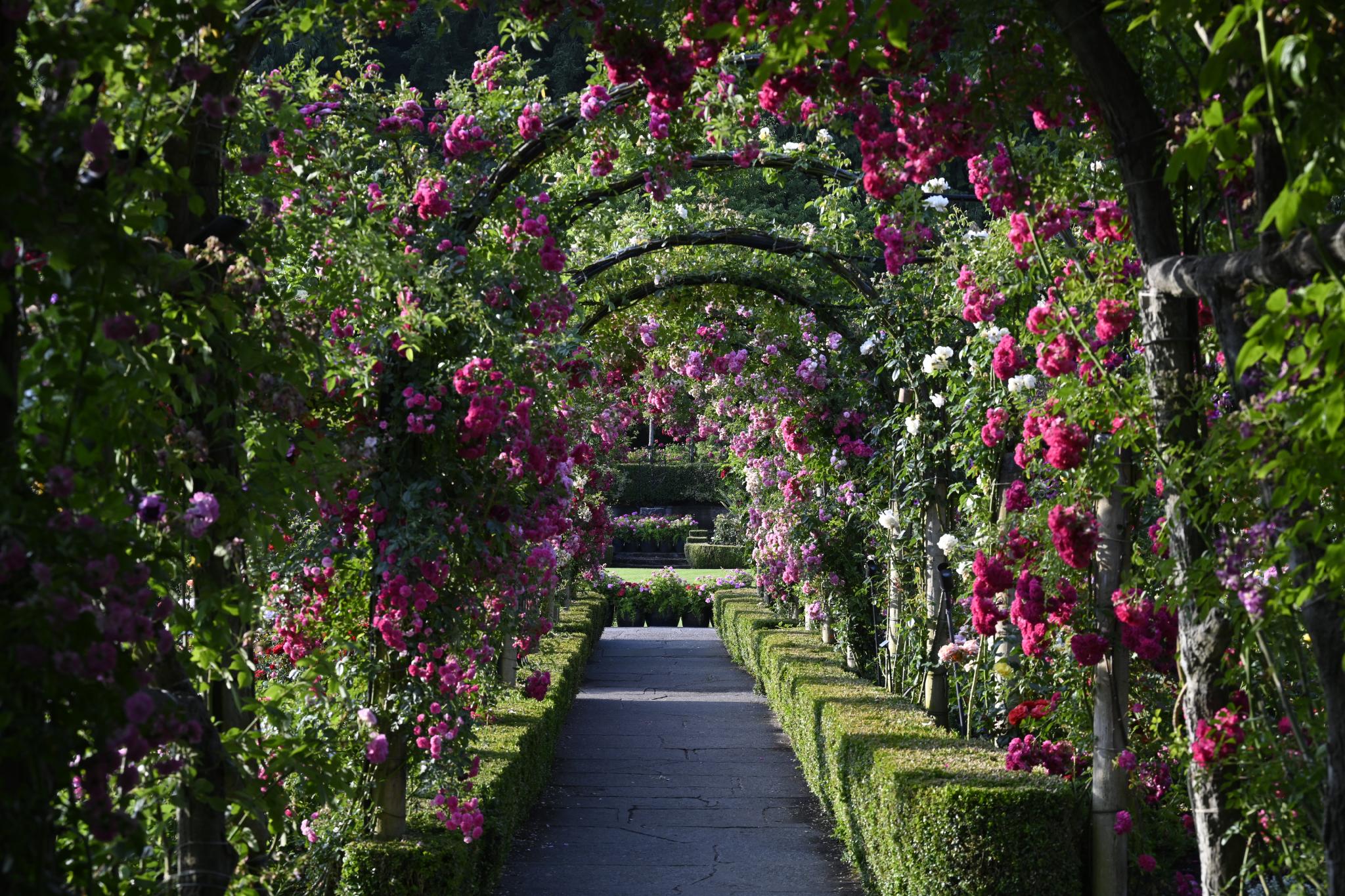 picture of the roses in Butchart Rose Garden