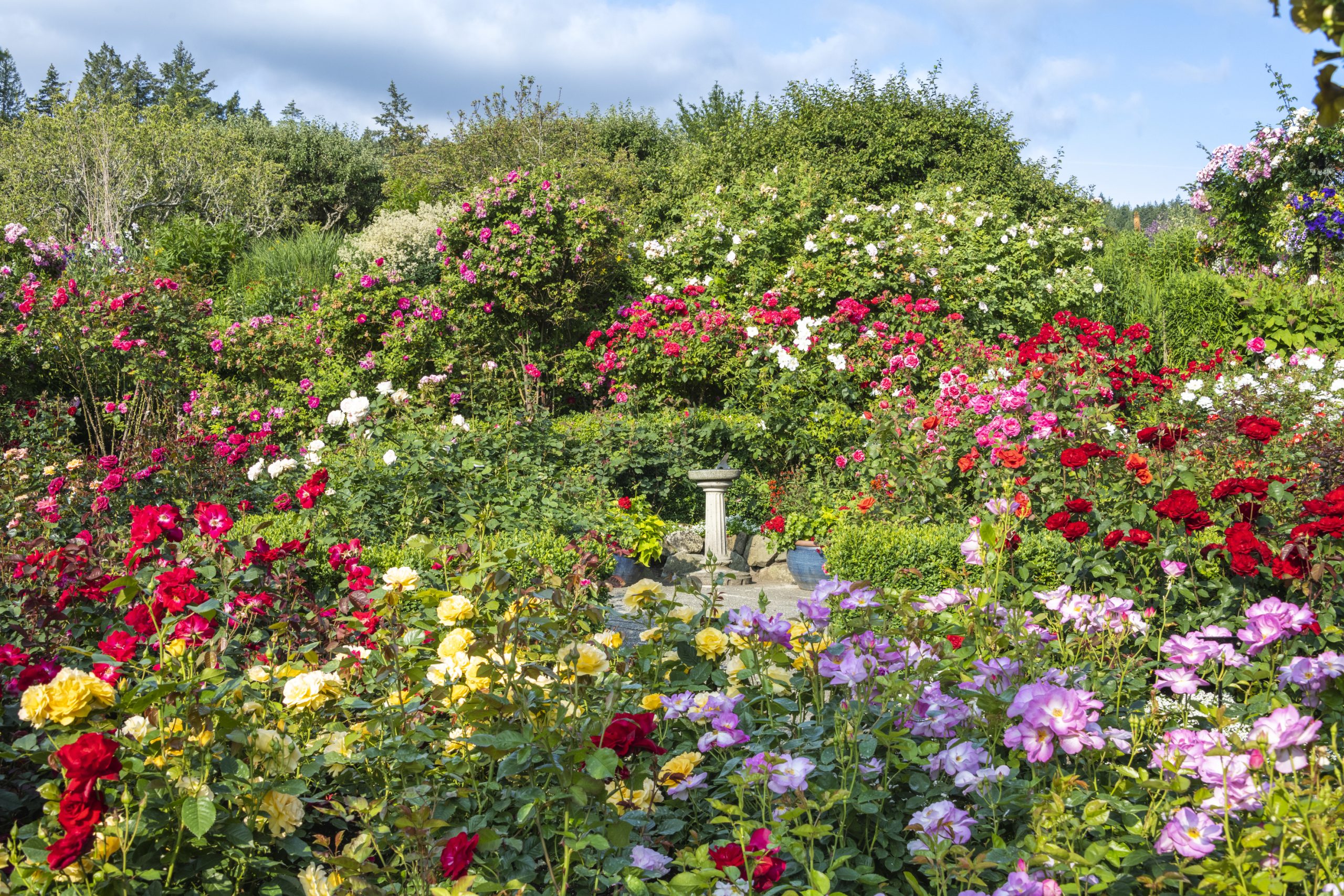 picture of the roses in Butchart Rose Garden