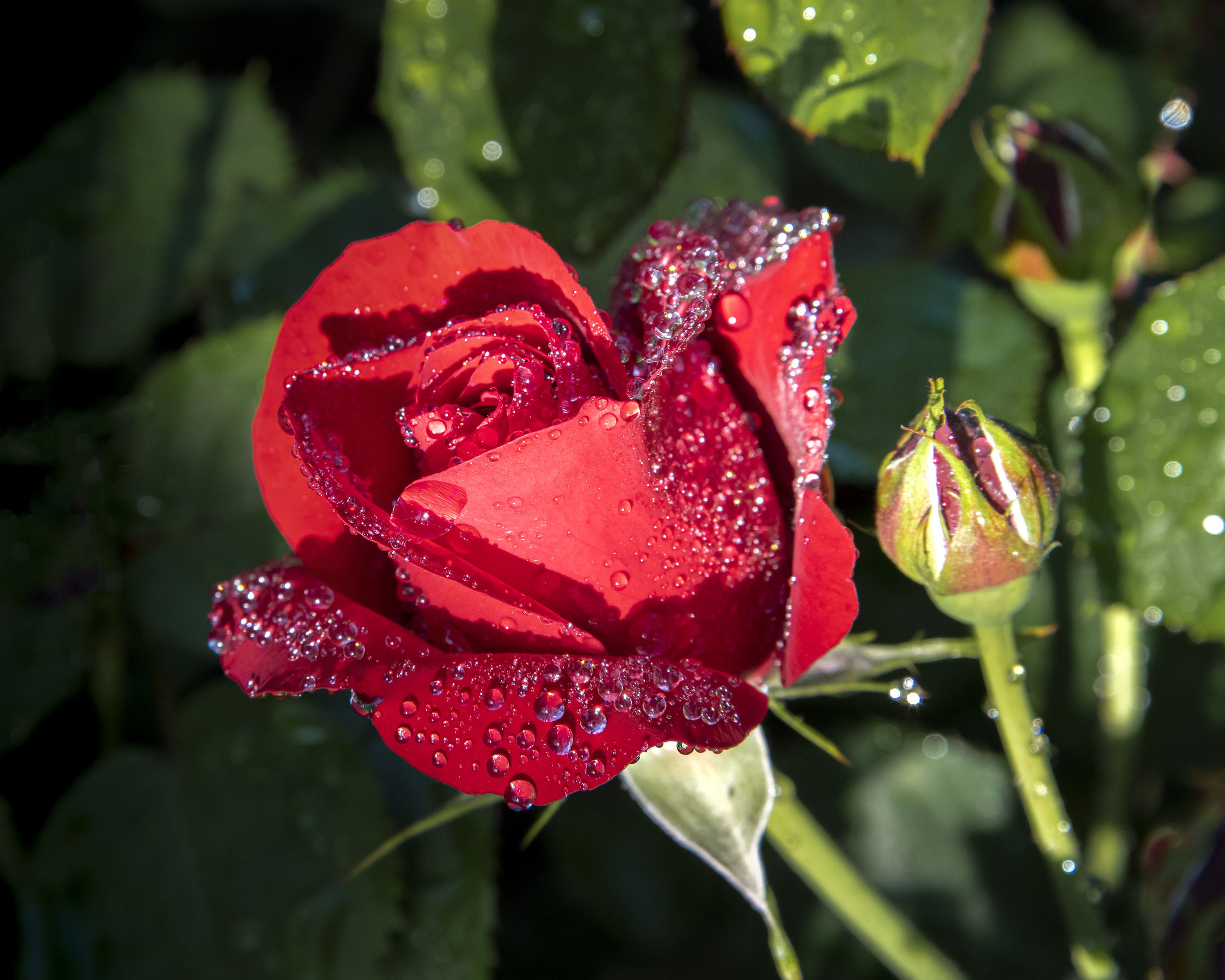 picture of the roses in Butchart Rose Garden
