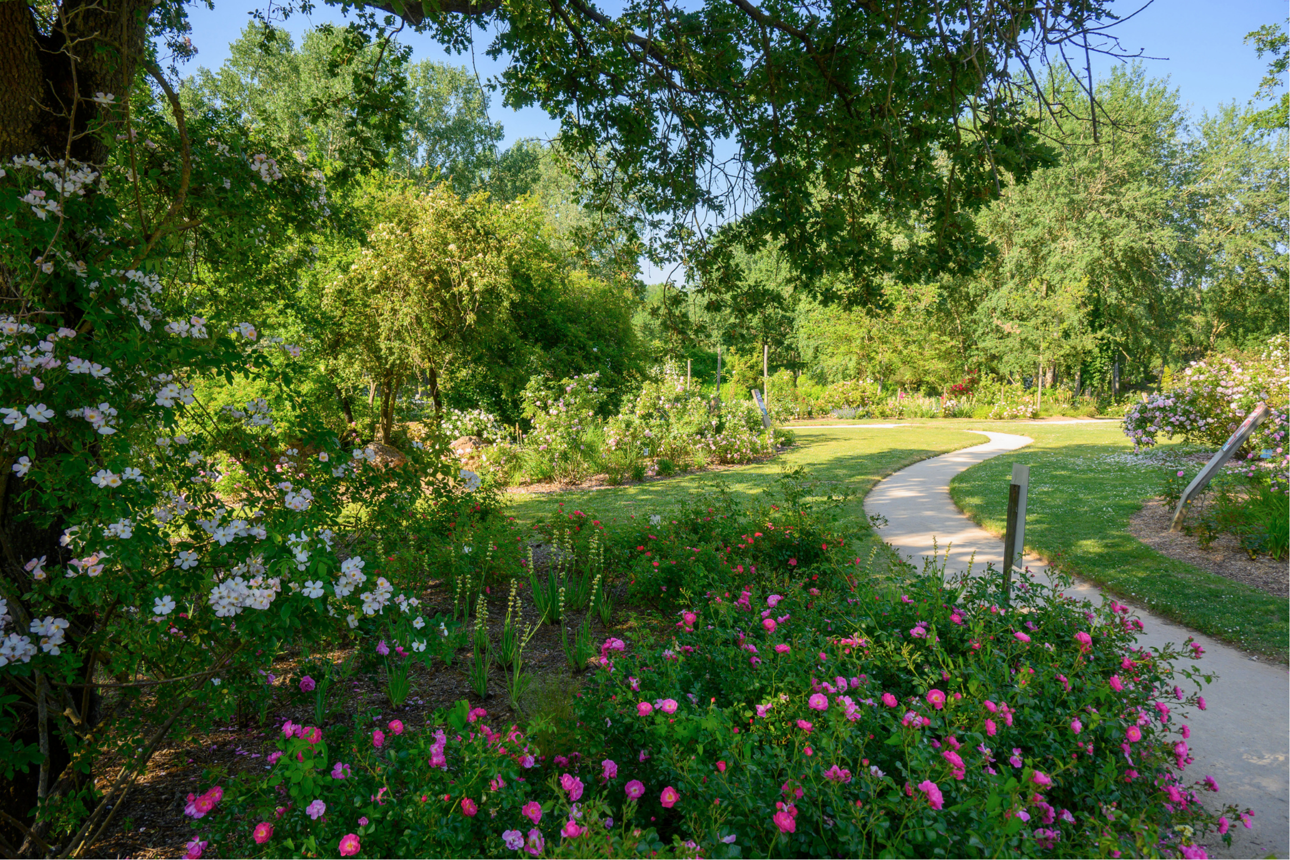 picture of Les Chemins de la Rose