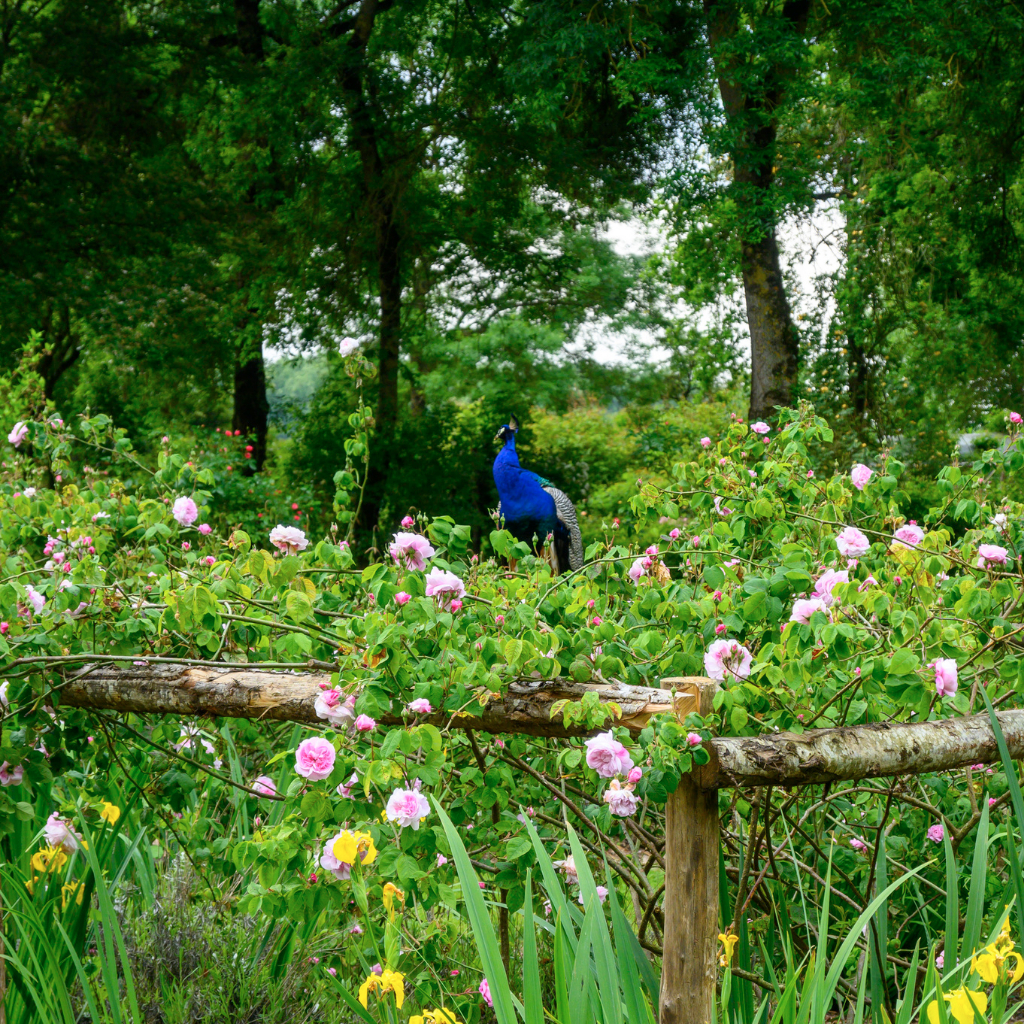 picture of the flowers in Les chemins de la Rose