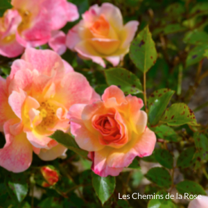 picture of the flowers in Les Chemins de la Rose
