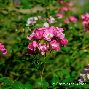 picture of the flowers in Les chemins de la Rose