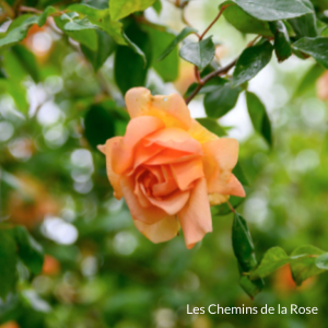 picture of the flowers in Les chemins de la Rose