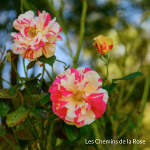 picture of the flowers in Les chemins de la Rose