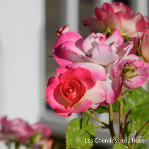picture of the flowers in Les chemins de la Rose