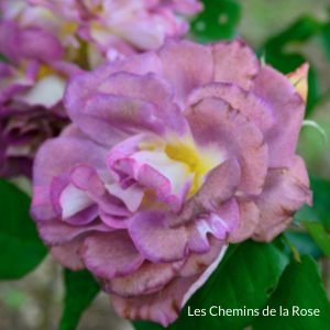 picture of the flowers in Les chemins de la Rose