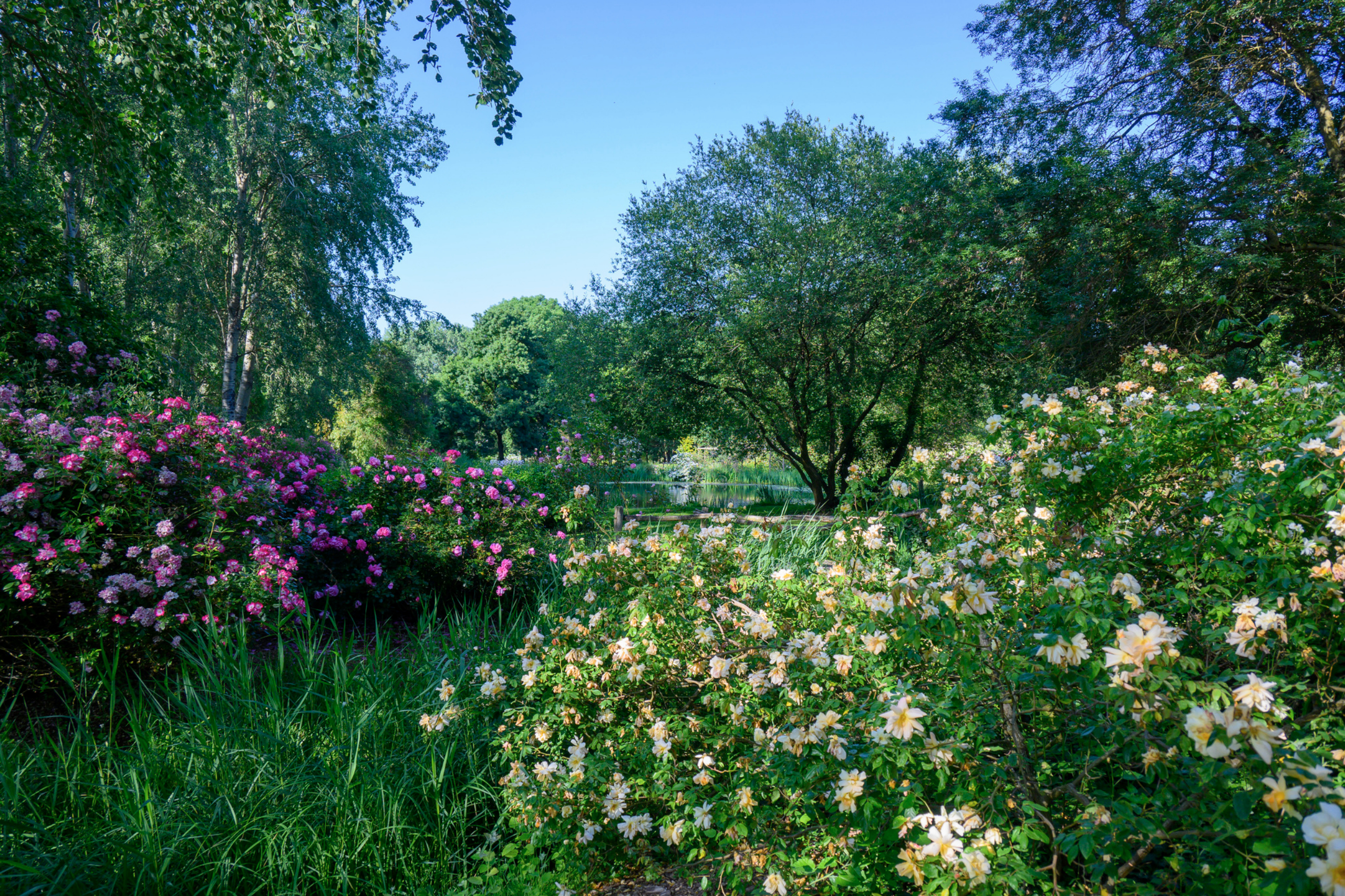 picture of the flowers in Les chemins de la Rose