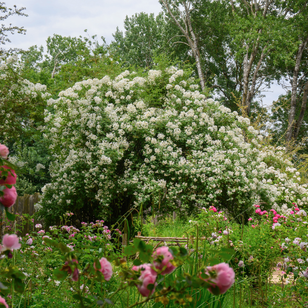 picture of the flowers in Les chemins de la Rose