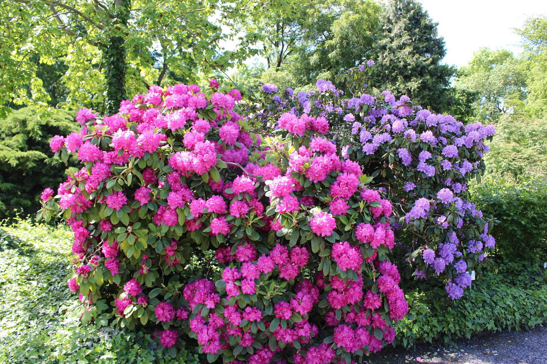 picture of the Europa-Rosarium