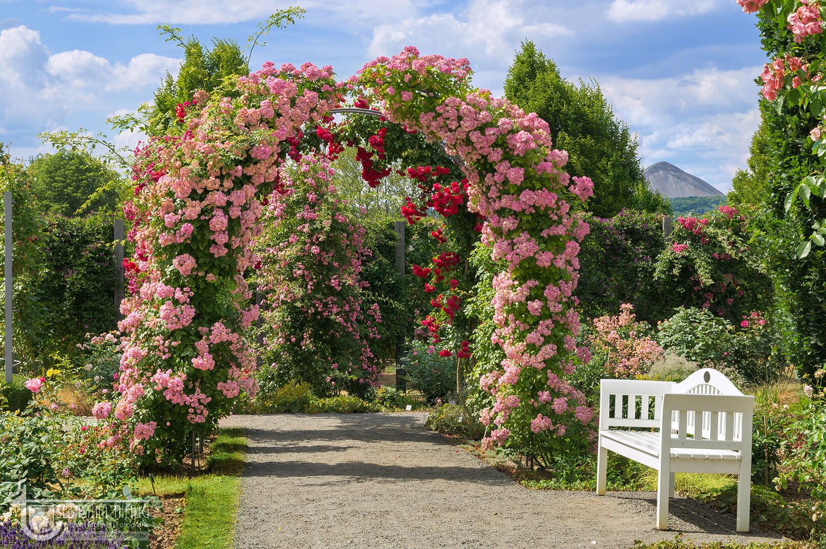 picture of the Europa-Rosarium