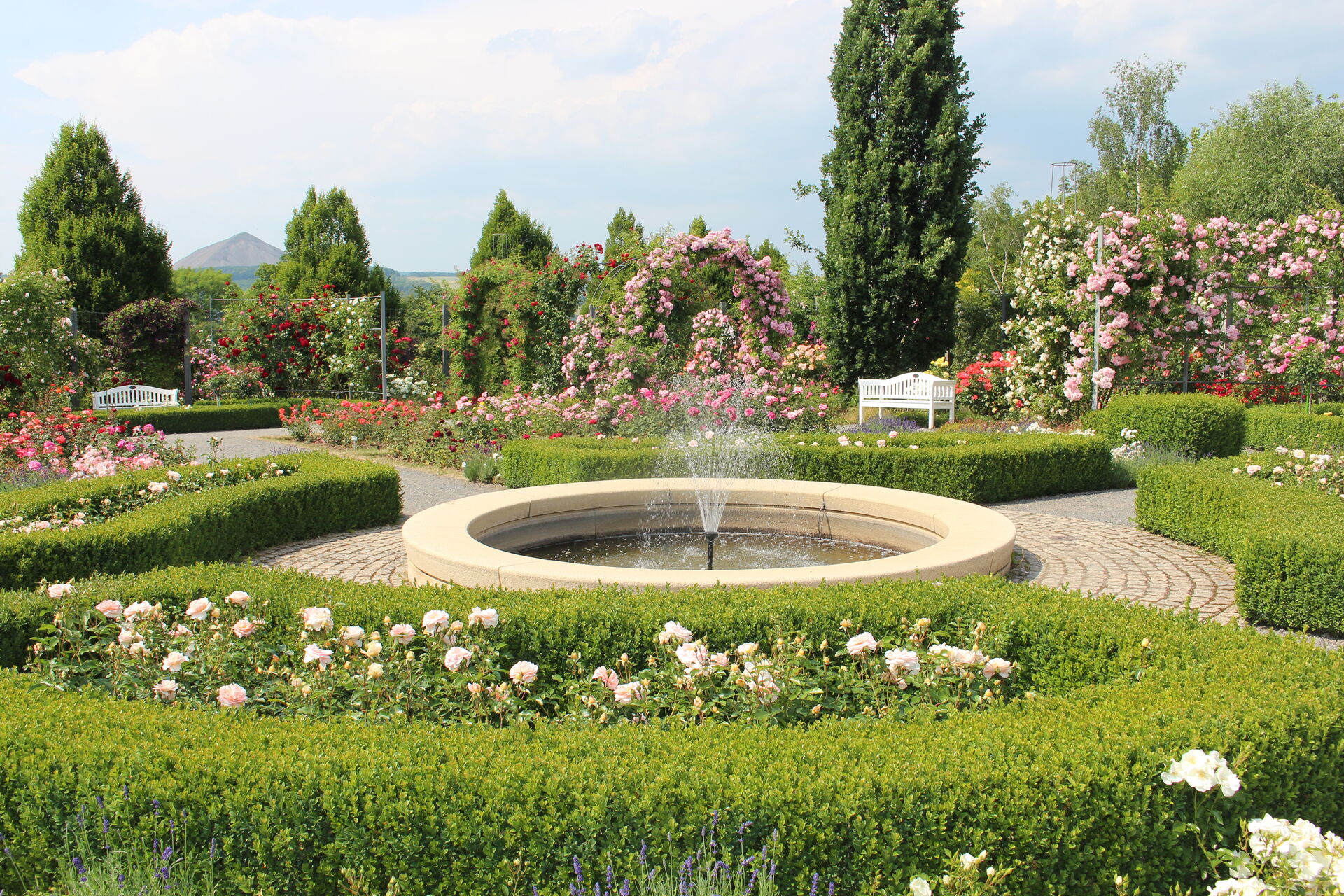 picture of the Europa-Rosarium