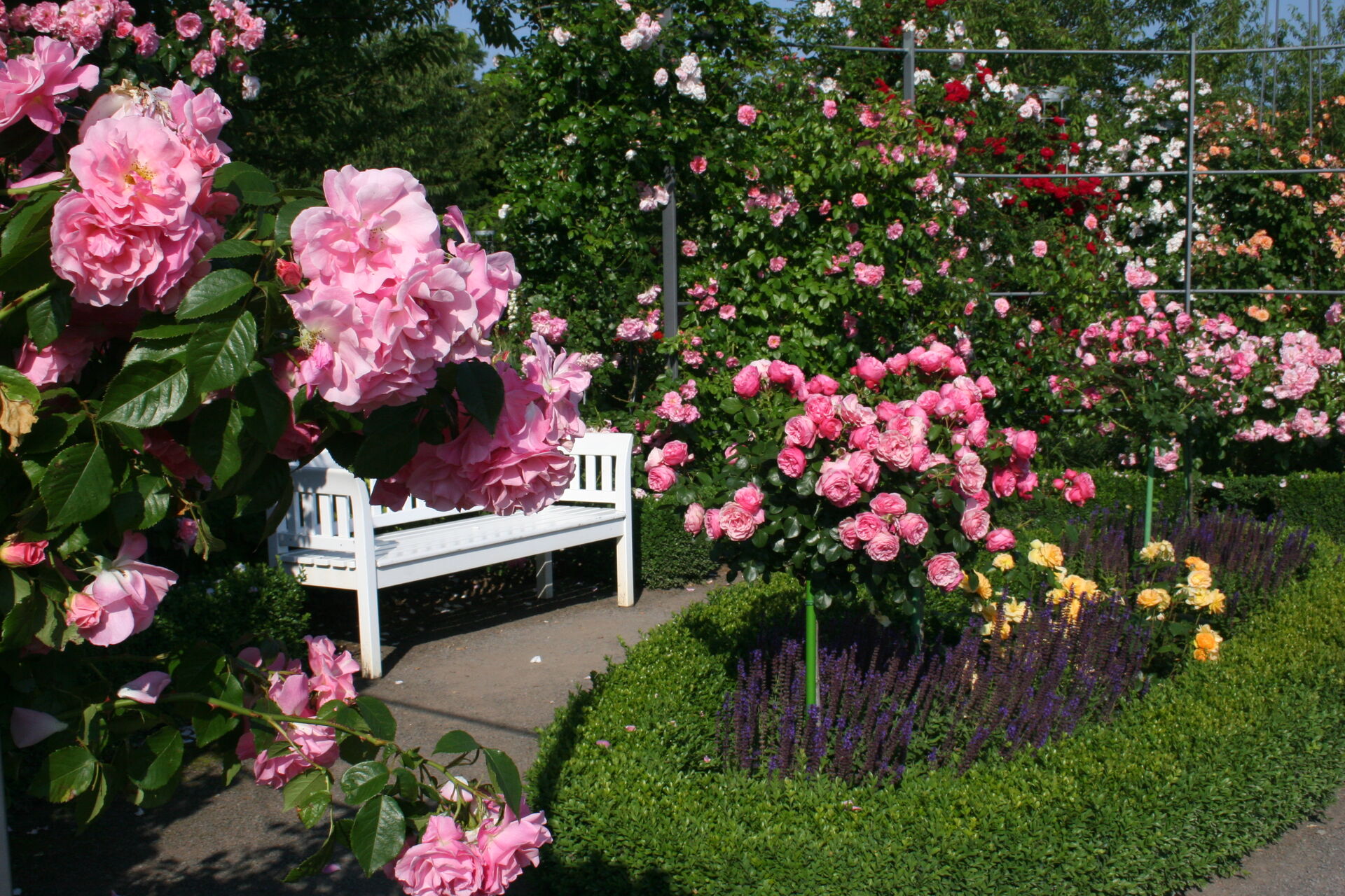 picture of the Europa-Rosarium