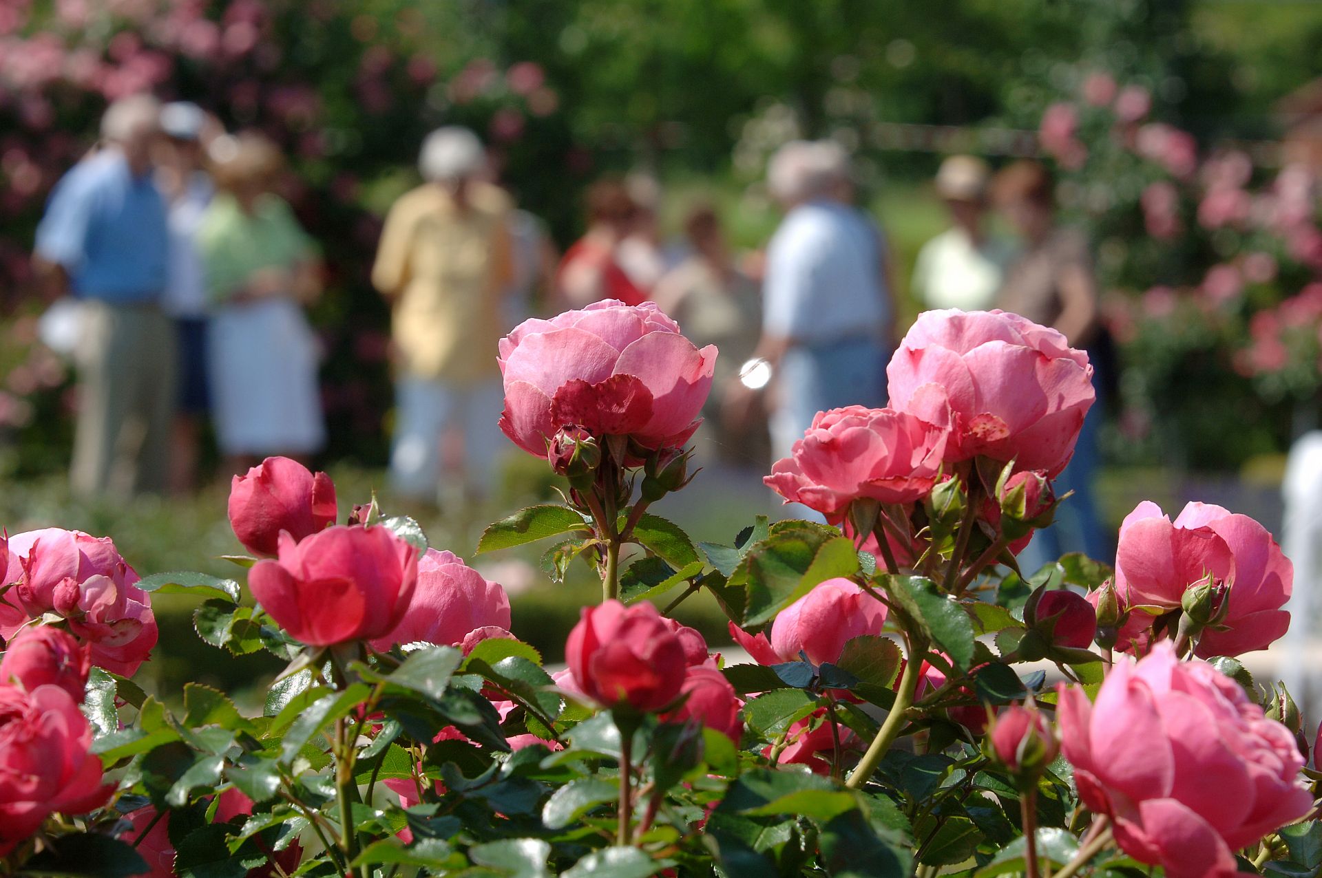 picture of the roses in Europa-Rosarium