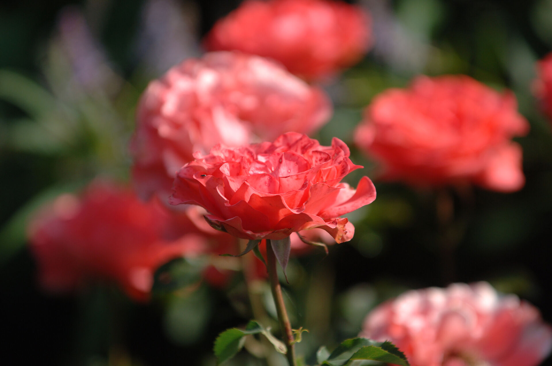 picture of the roses in Europa-Rosarium