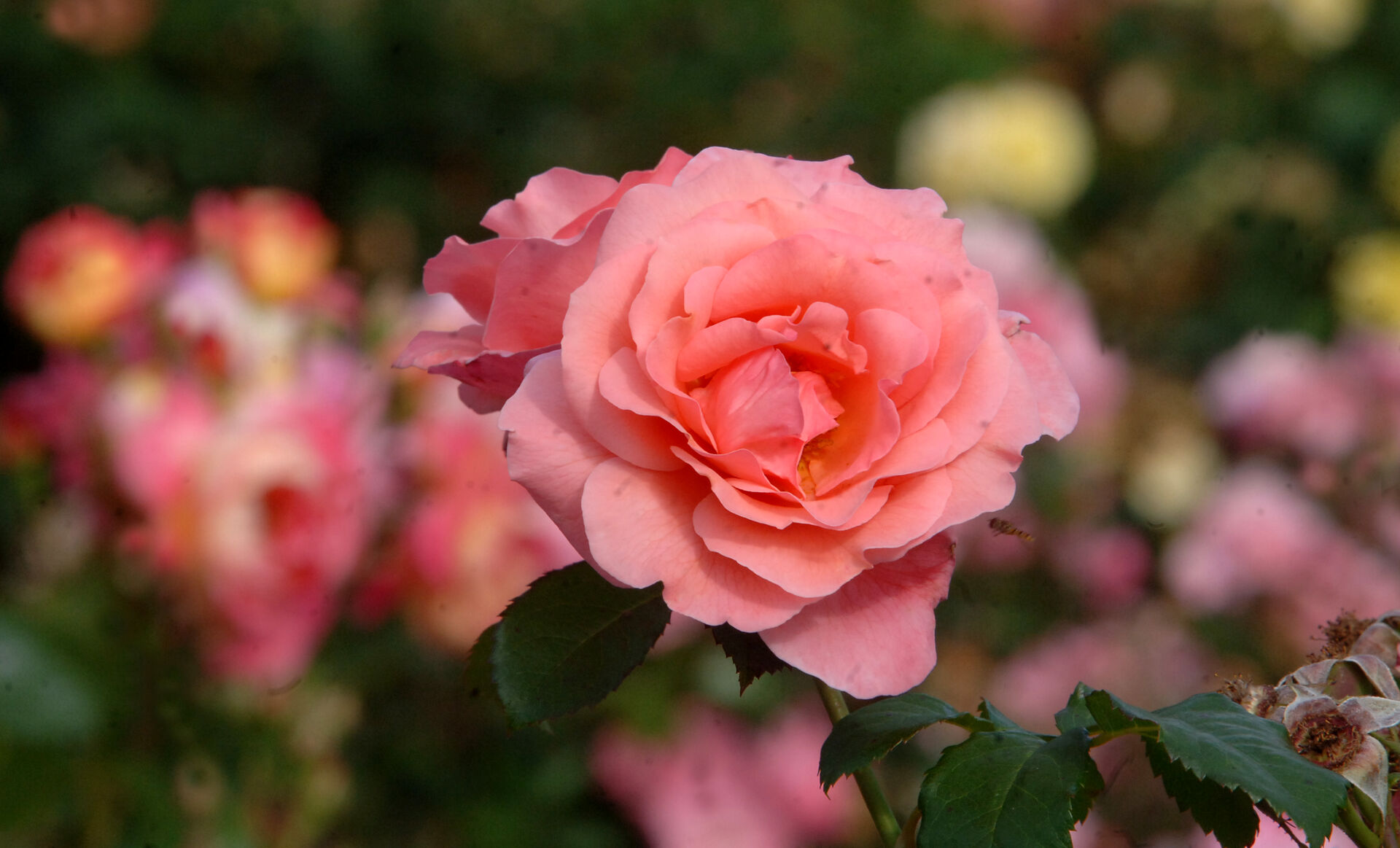 picture of the roses in Europa-Rosarium