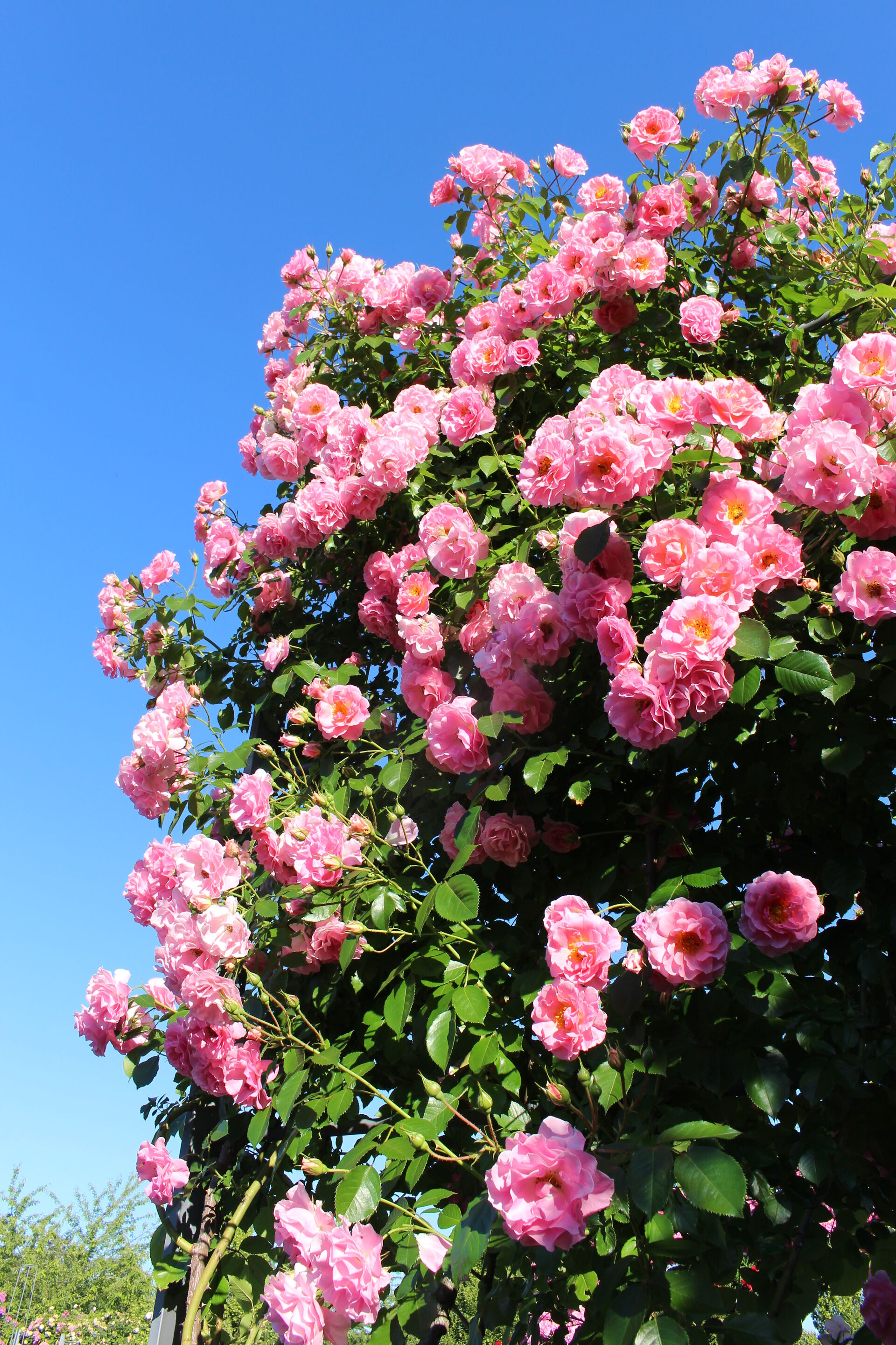 picture of the roses in Europa-Rosarium