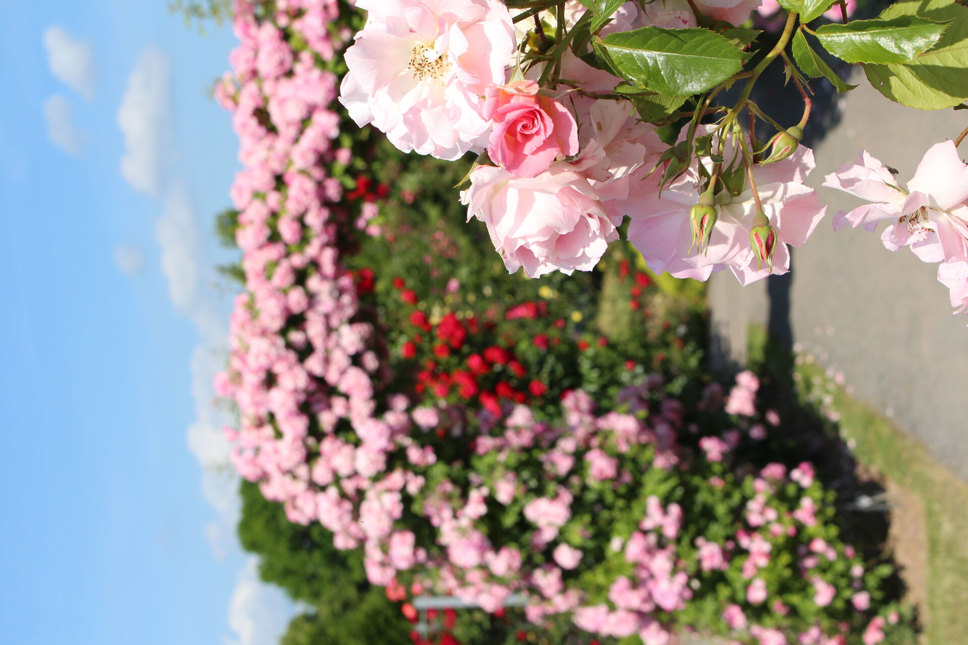 picture of the roses in Europa-Rosarium
