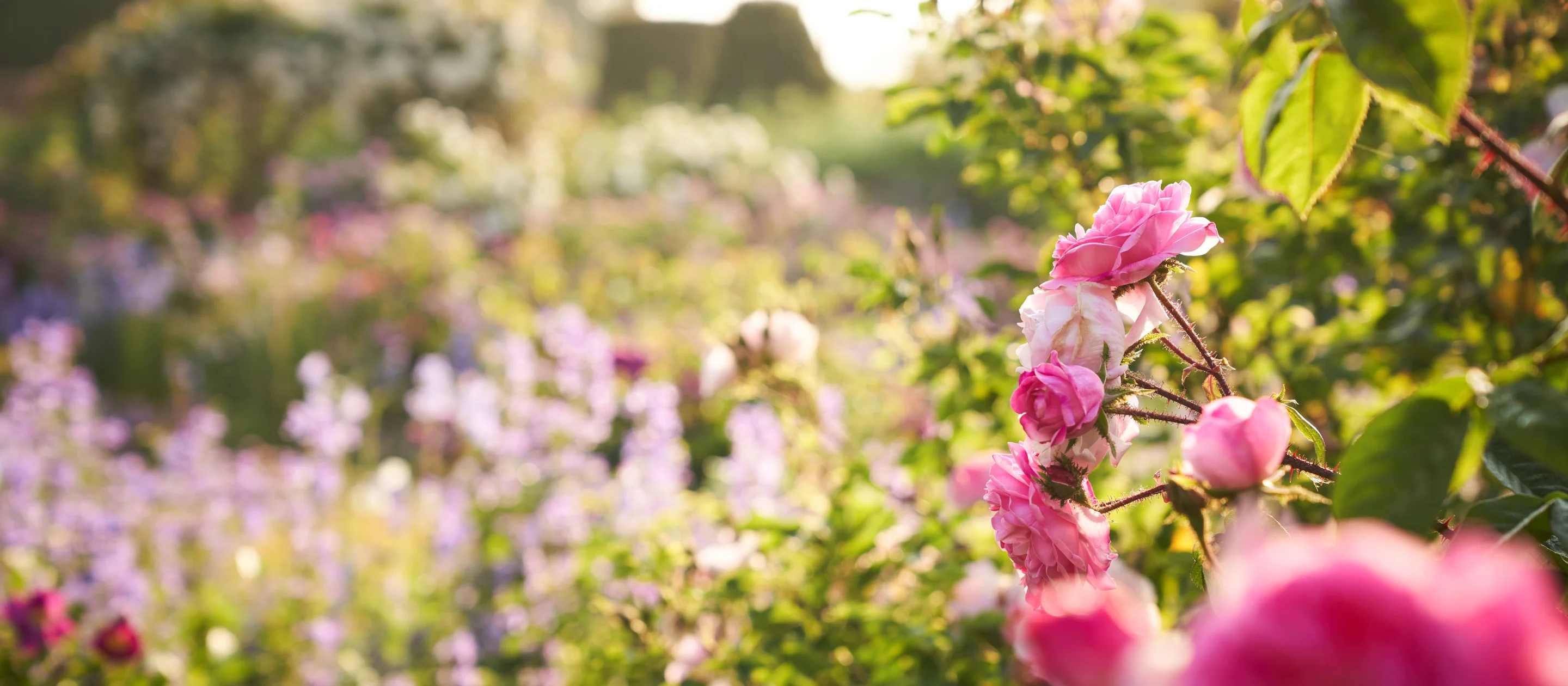 picture of the roses in Mottisfont's Rose Garden
