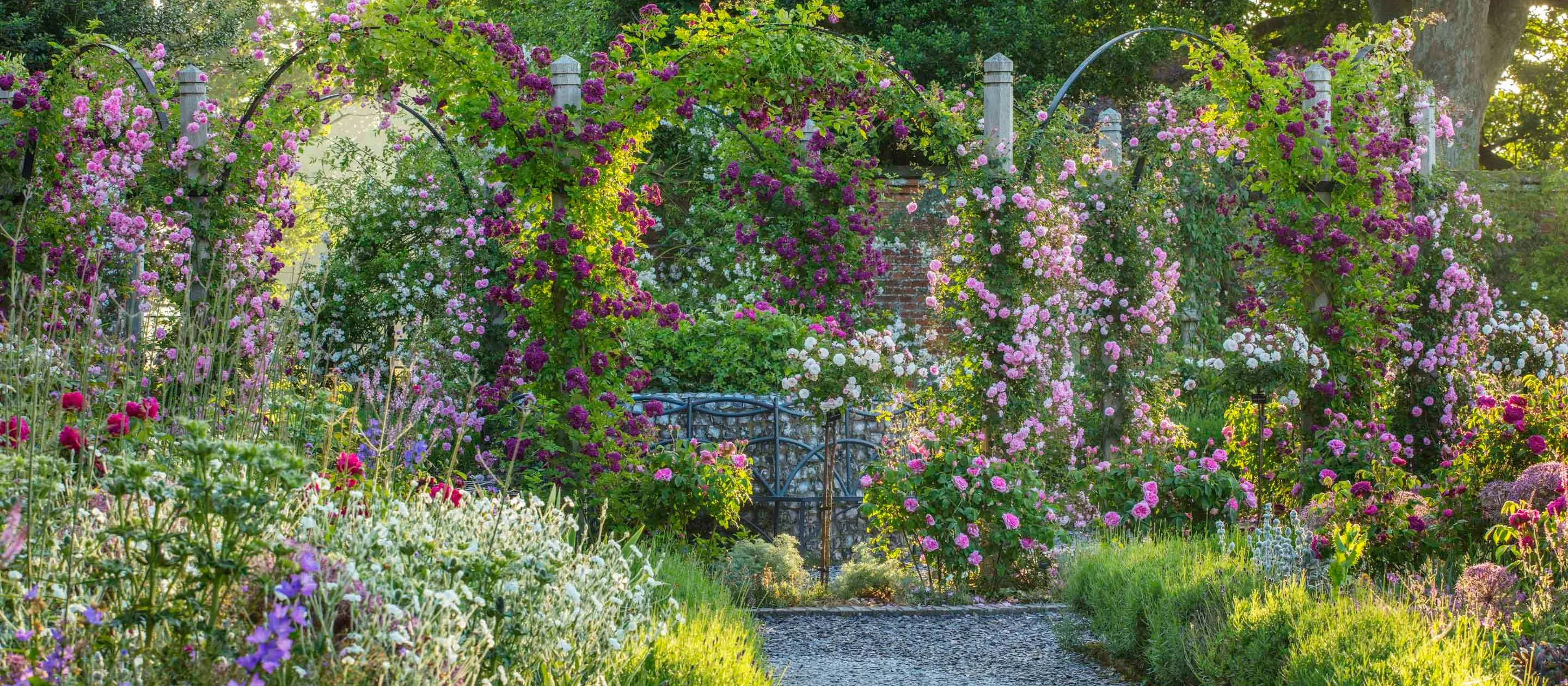 picture of the roses in Mottisfont's Rose Garden