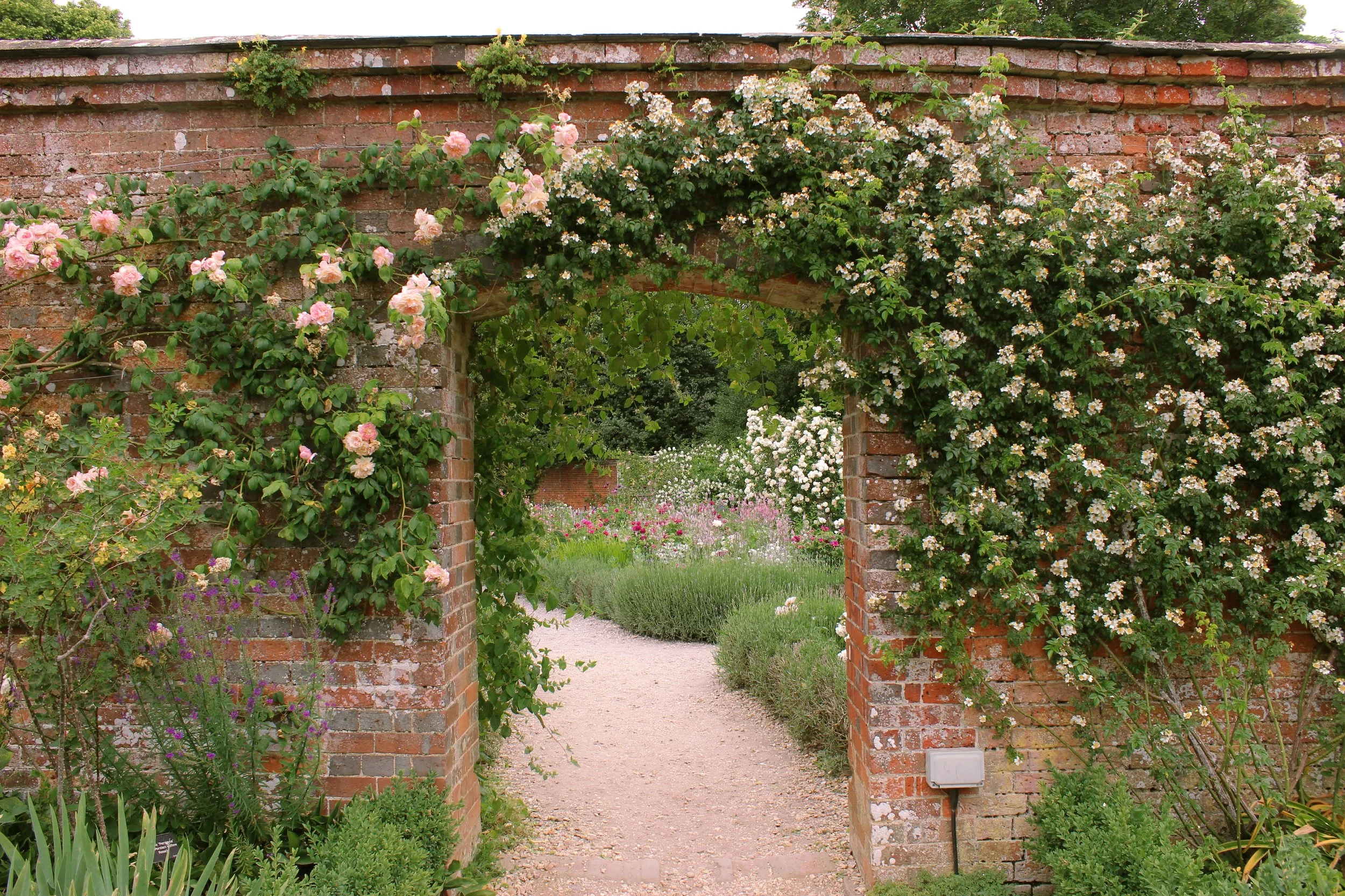picture of the roses in mottisfont's Rose Garden