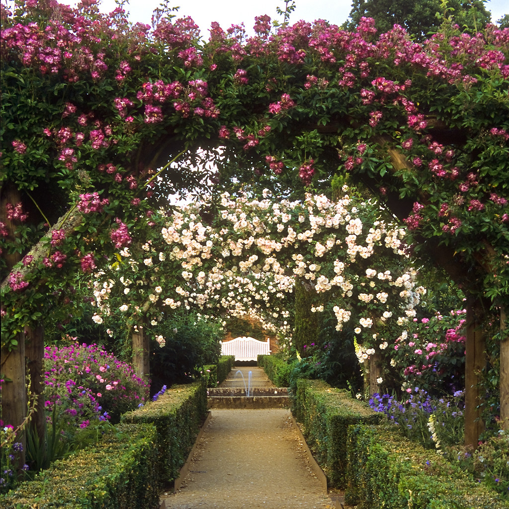 picture of the roses in Mottisfont's Rose Garden