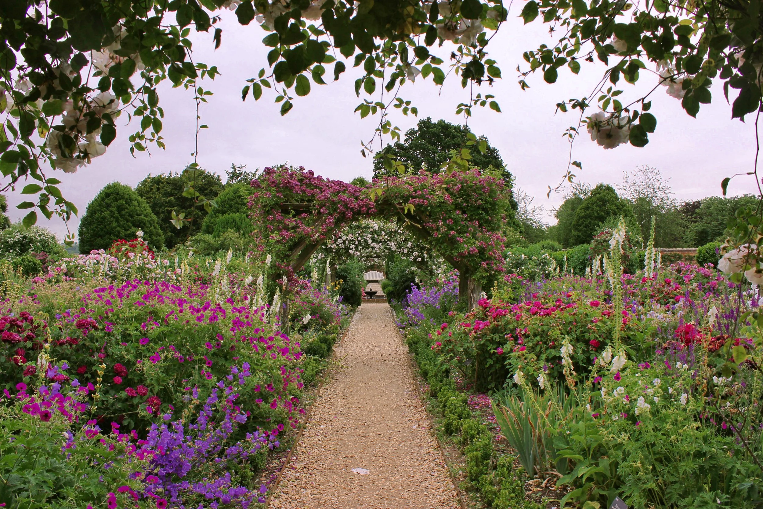 picture of the roses in Mottisfont's Rose Garden