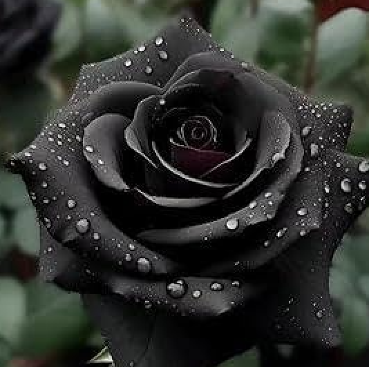a picture of a black rose