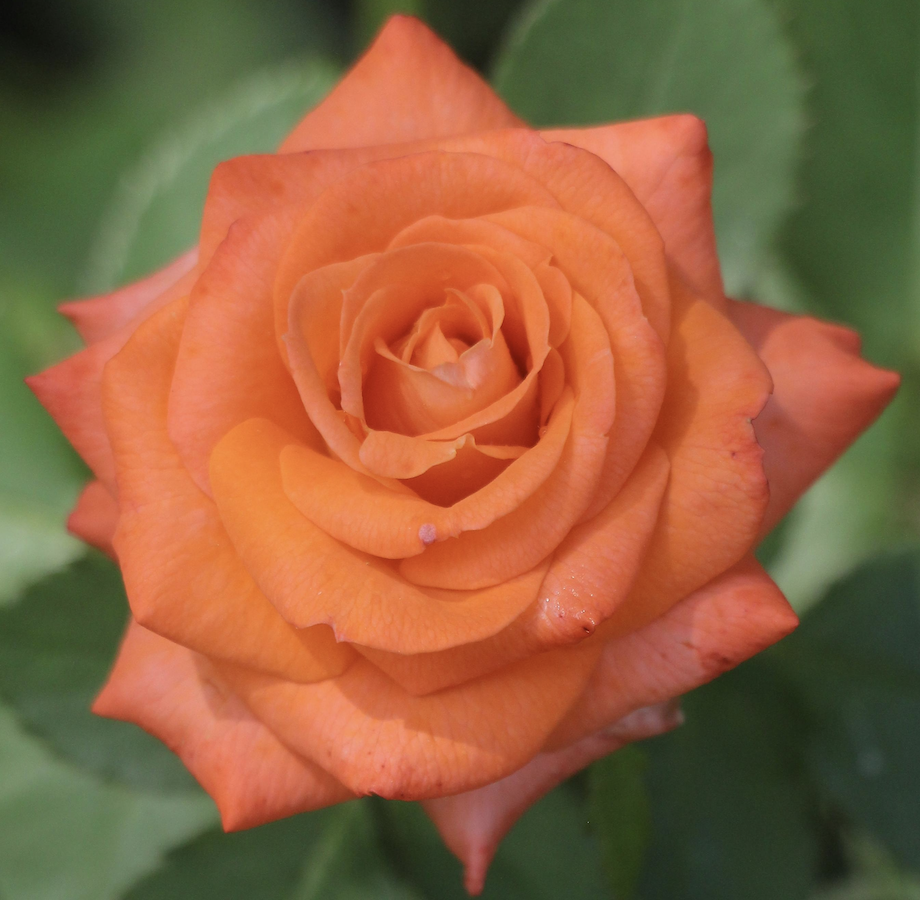 a picture of a orange rose
