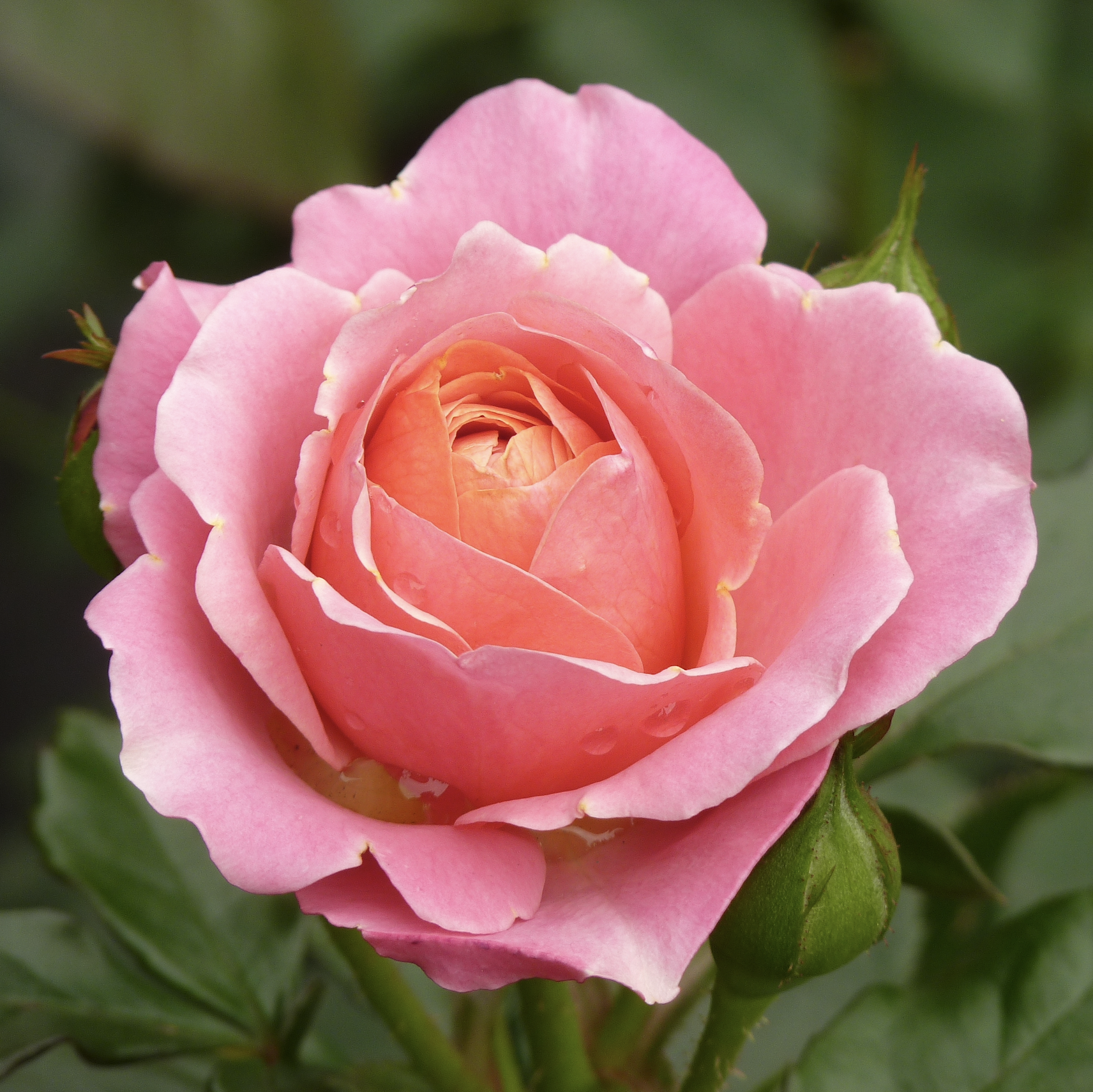 a picture of a pink rose