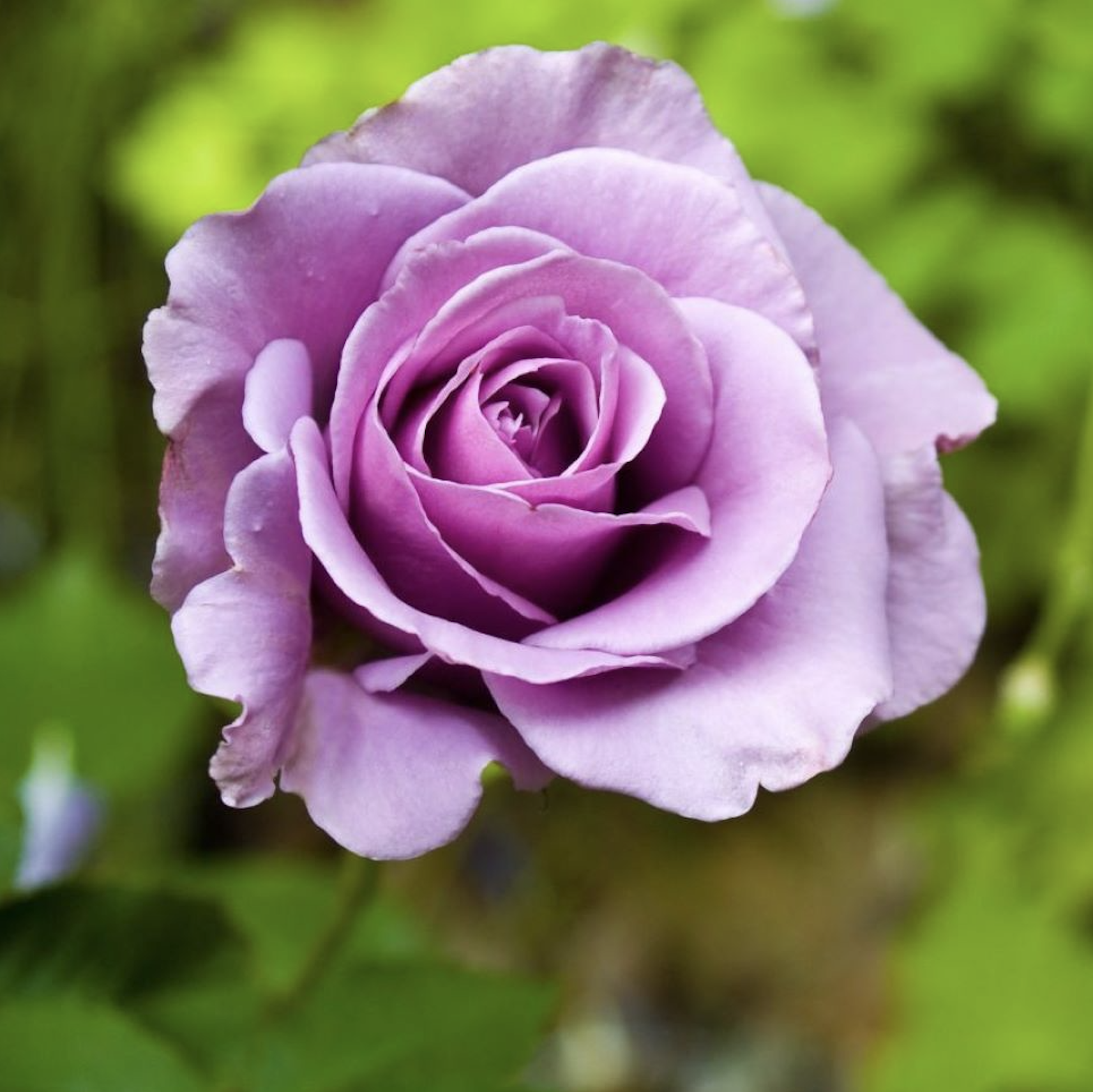 a picture of a purple rose