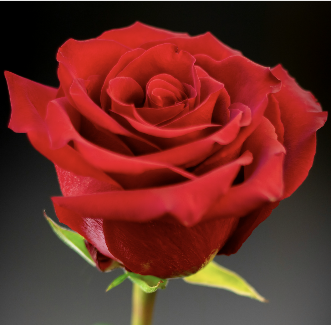 a picture of a red rose