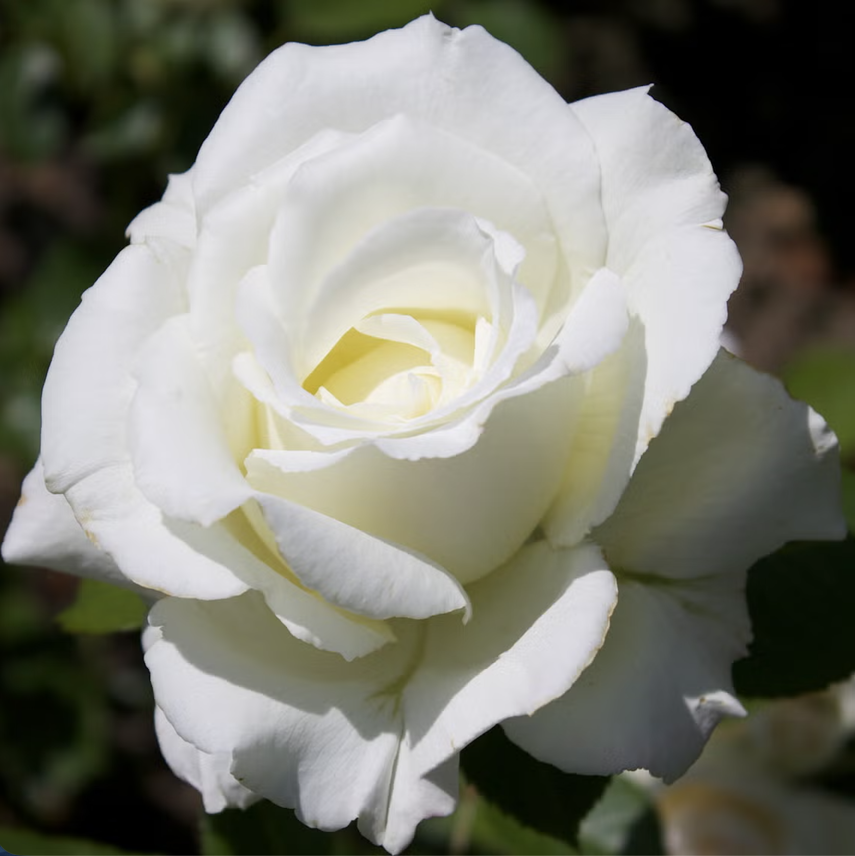 a picture of a white rose