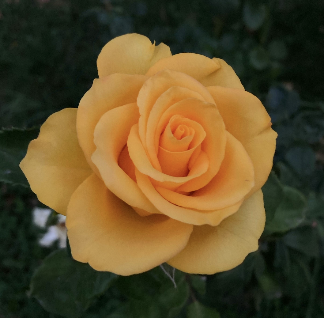 a picture of a yellow rose